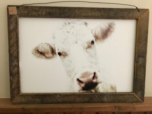 Picture - White Cow